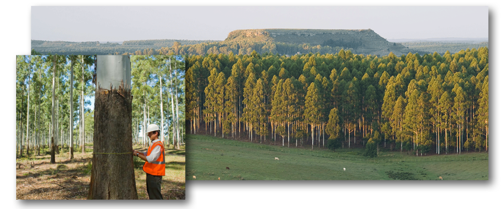 Becks Grove Veneer team members travel to the plantation and carefully select the best logs to be sliced into the veneer we offer our clients.